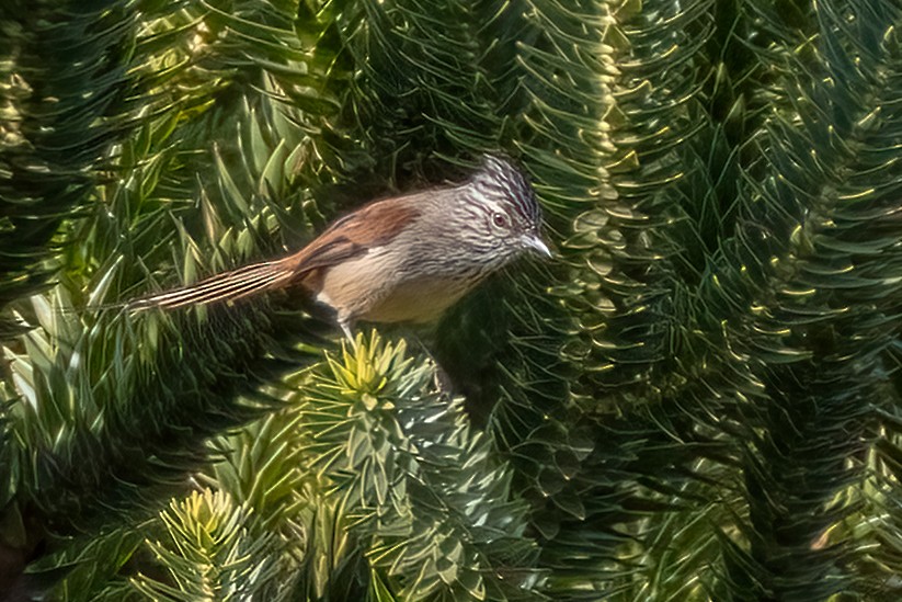 Araucaria Tit-Spinetail - ML642686212