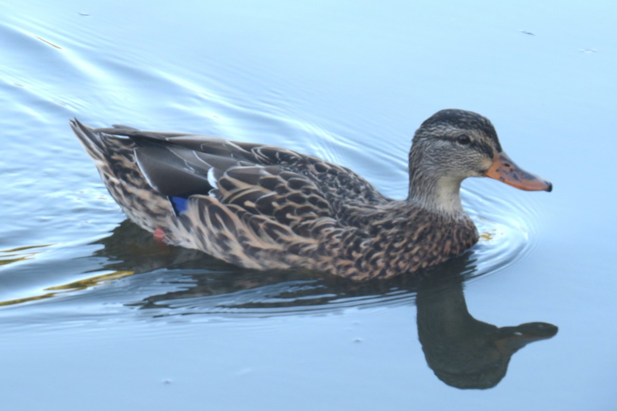 Stockente - ML642686214