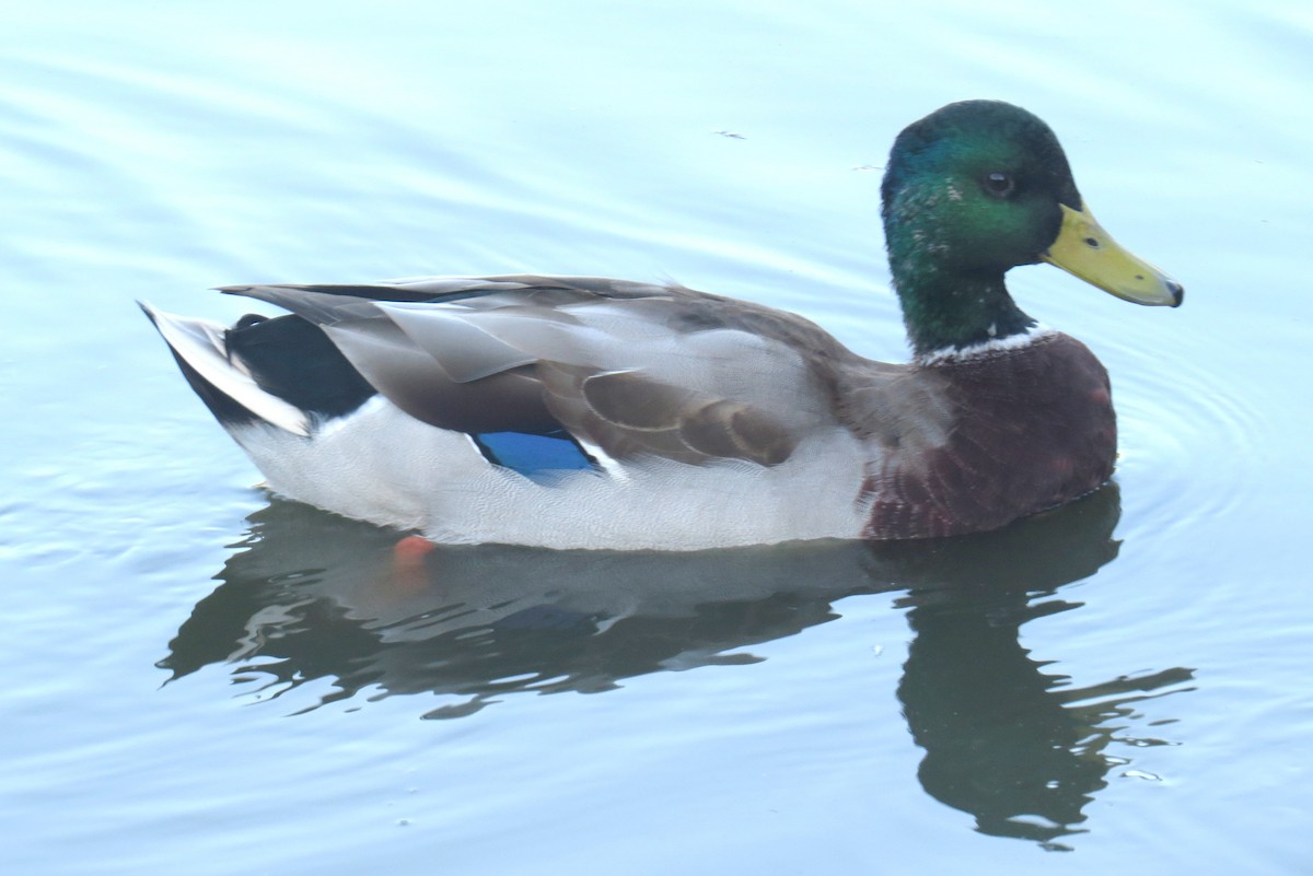 Stockente - ML642686217