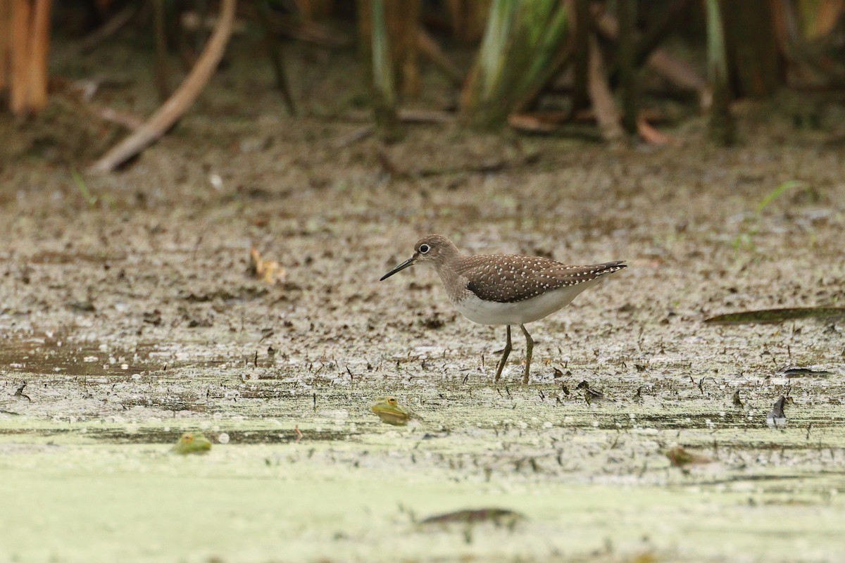 Solitary Sandpiper - ML642686219