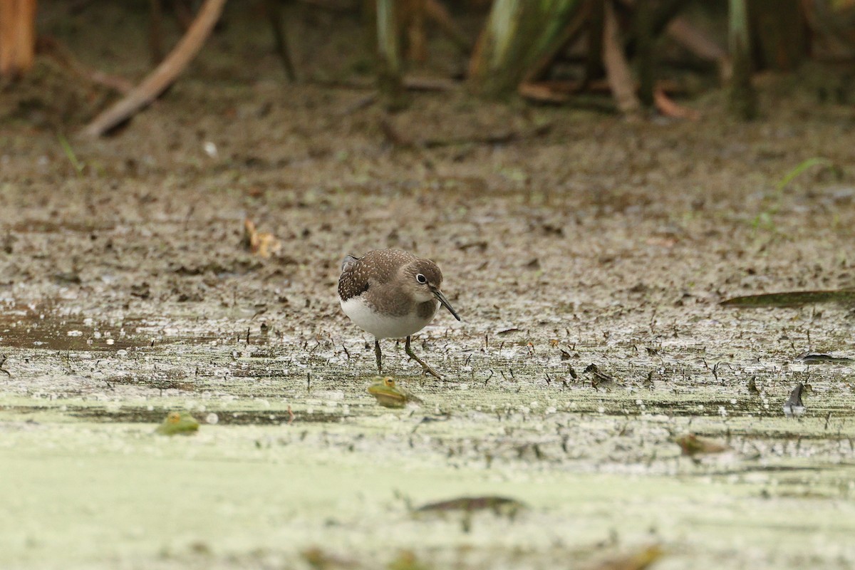 Solitary Sandpiper - ML642686220