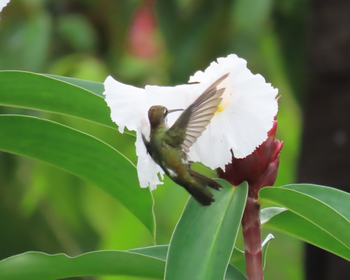 Long-billed Starthroat - ML642686224