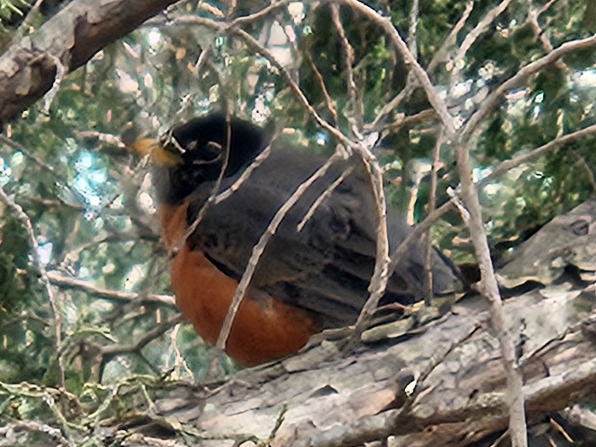 American Robin - ML642686231
