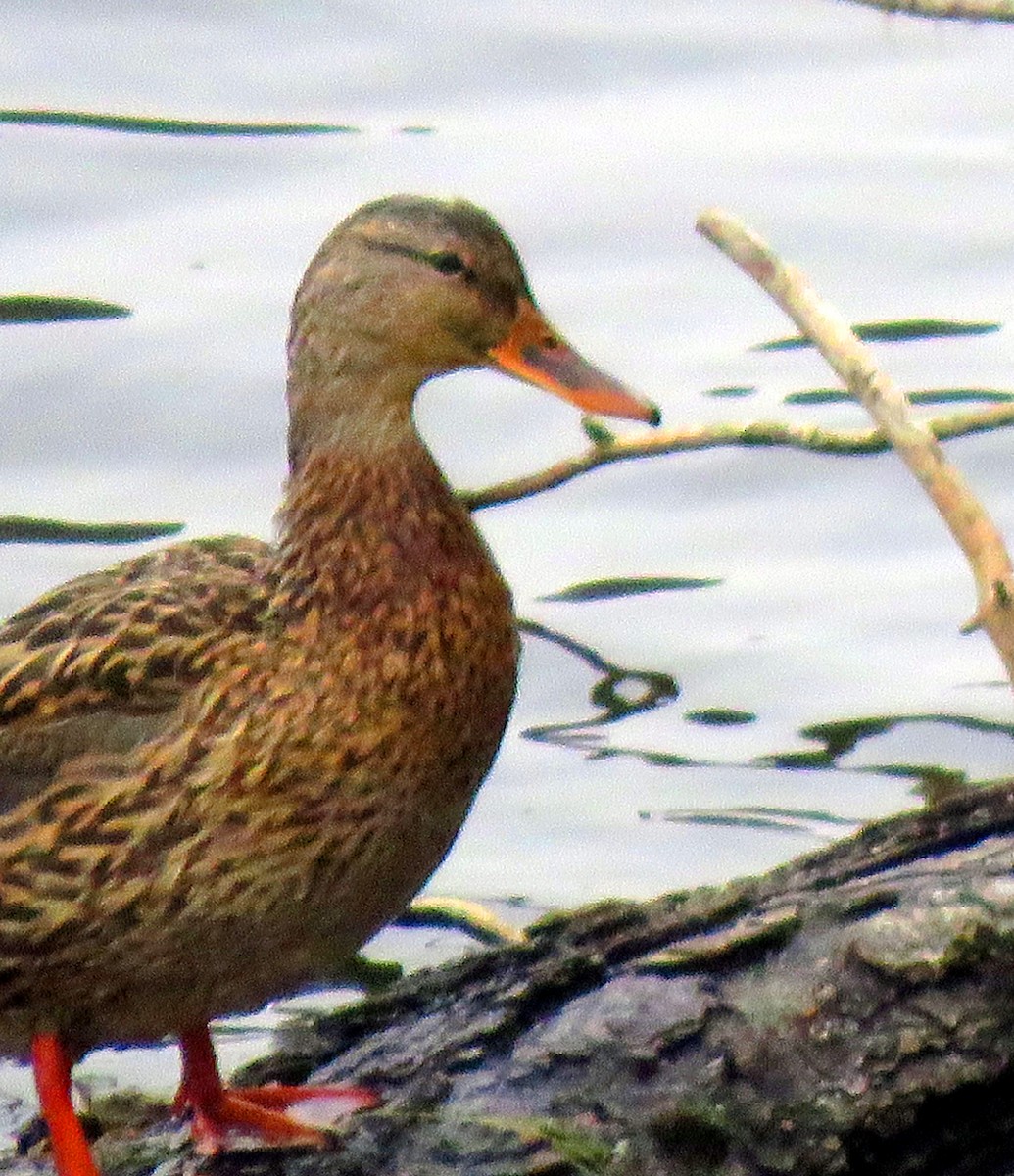 Stockente - ML642686237