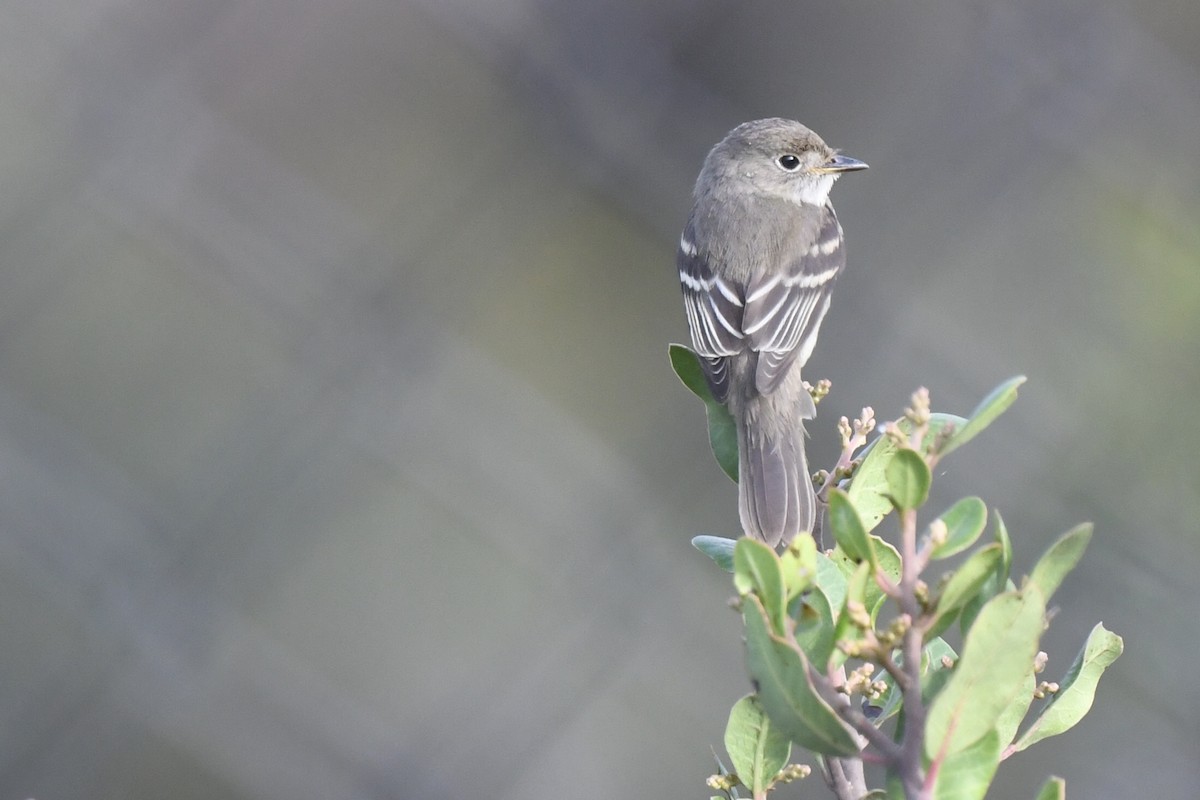 Alder Flycatcher - ML642686246