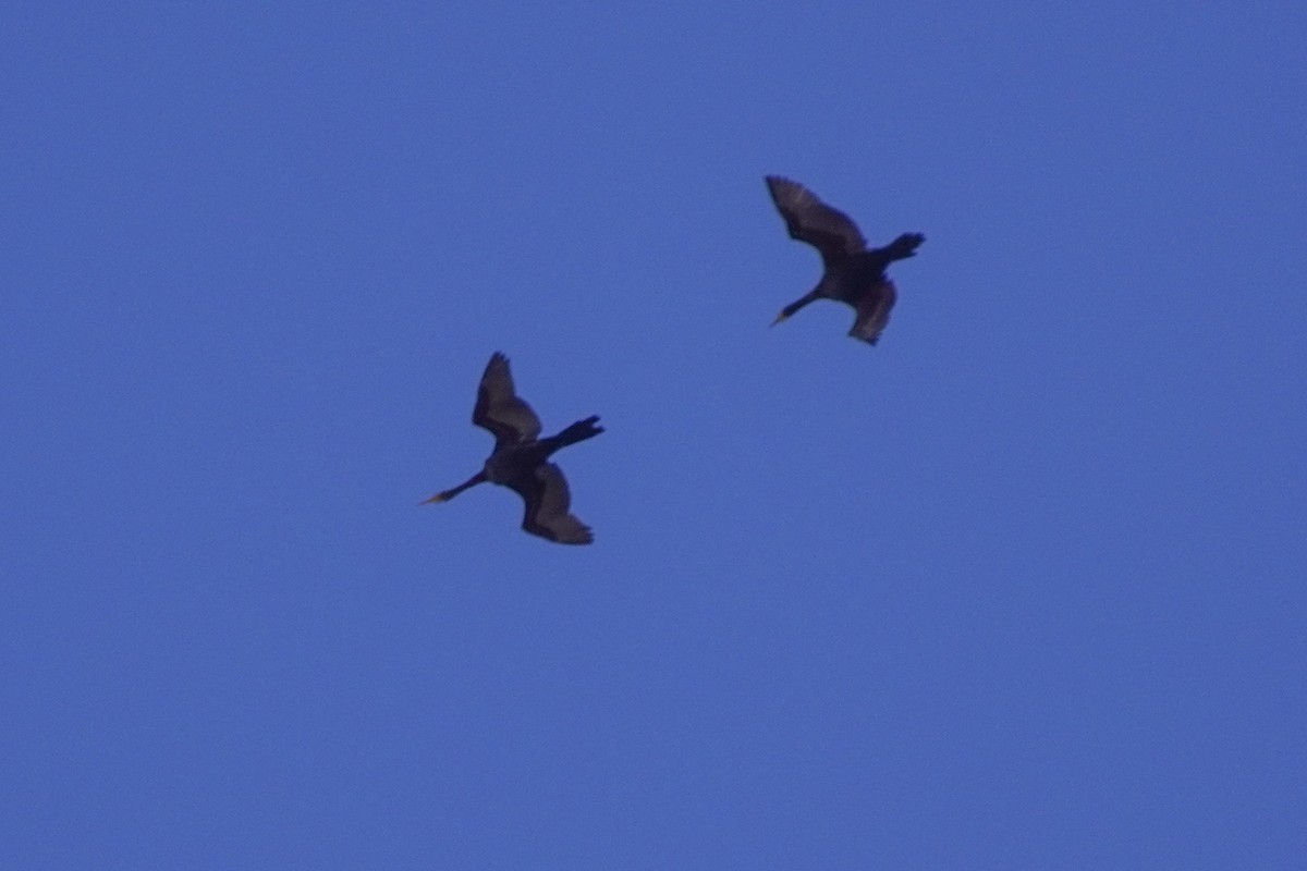 Puna Ibis - ML642686248