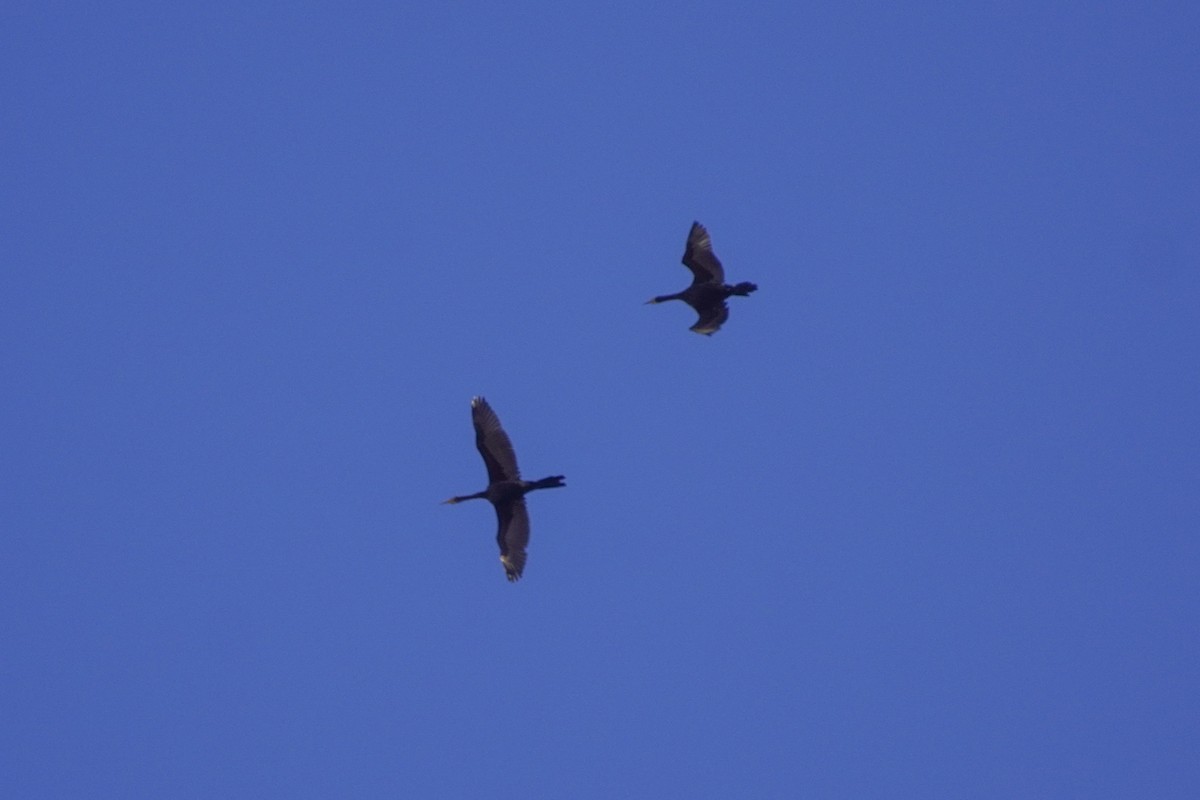 Puna Ibis - ML642686250