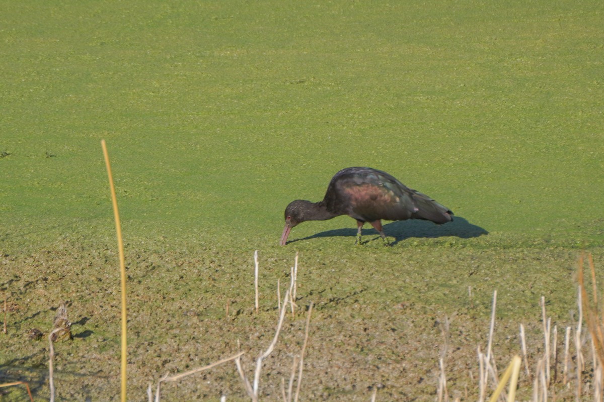 Puna Ibis - ML642686251