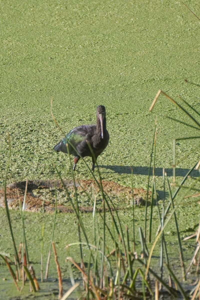 Puna Ibis - ML642686252