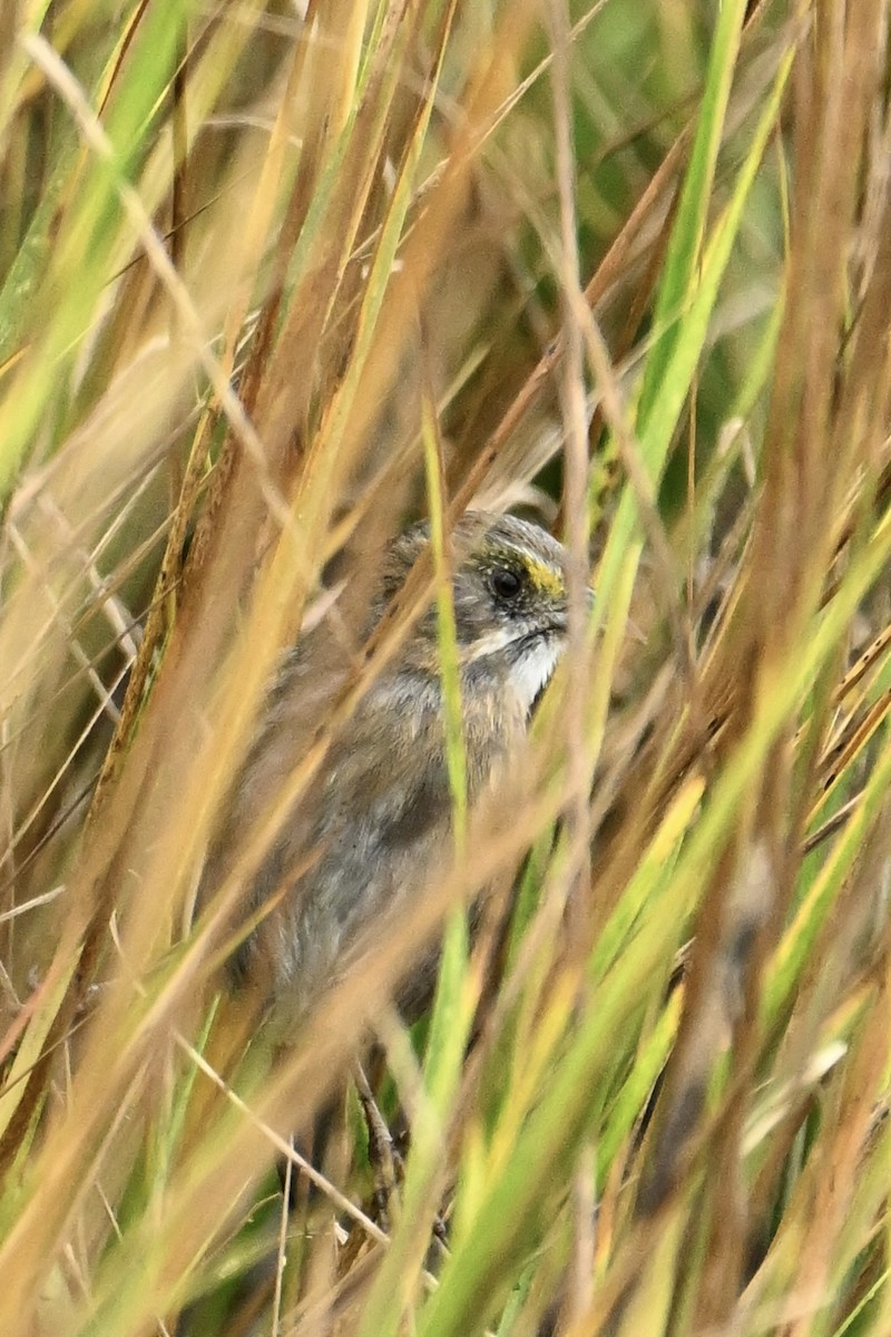 Seaside Sparrow - ML642686254