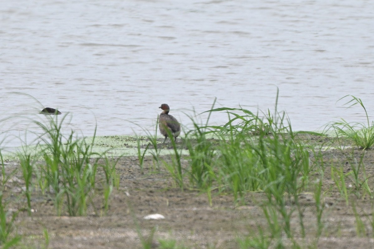 Little Grebe (Little) - ML642686263