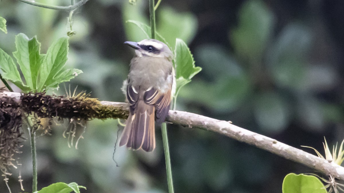 Golden-bellied Flycatcher - ML642686264