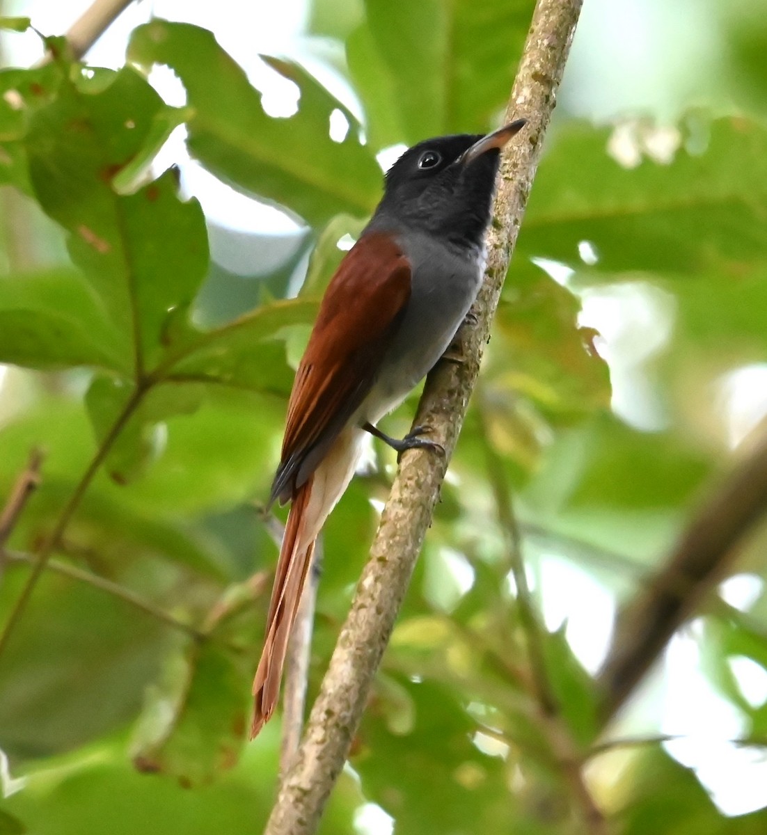Amur Paradise-Flycatcher - ML642686266