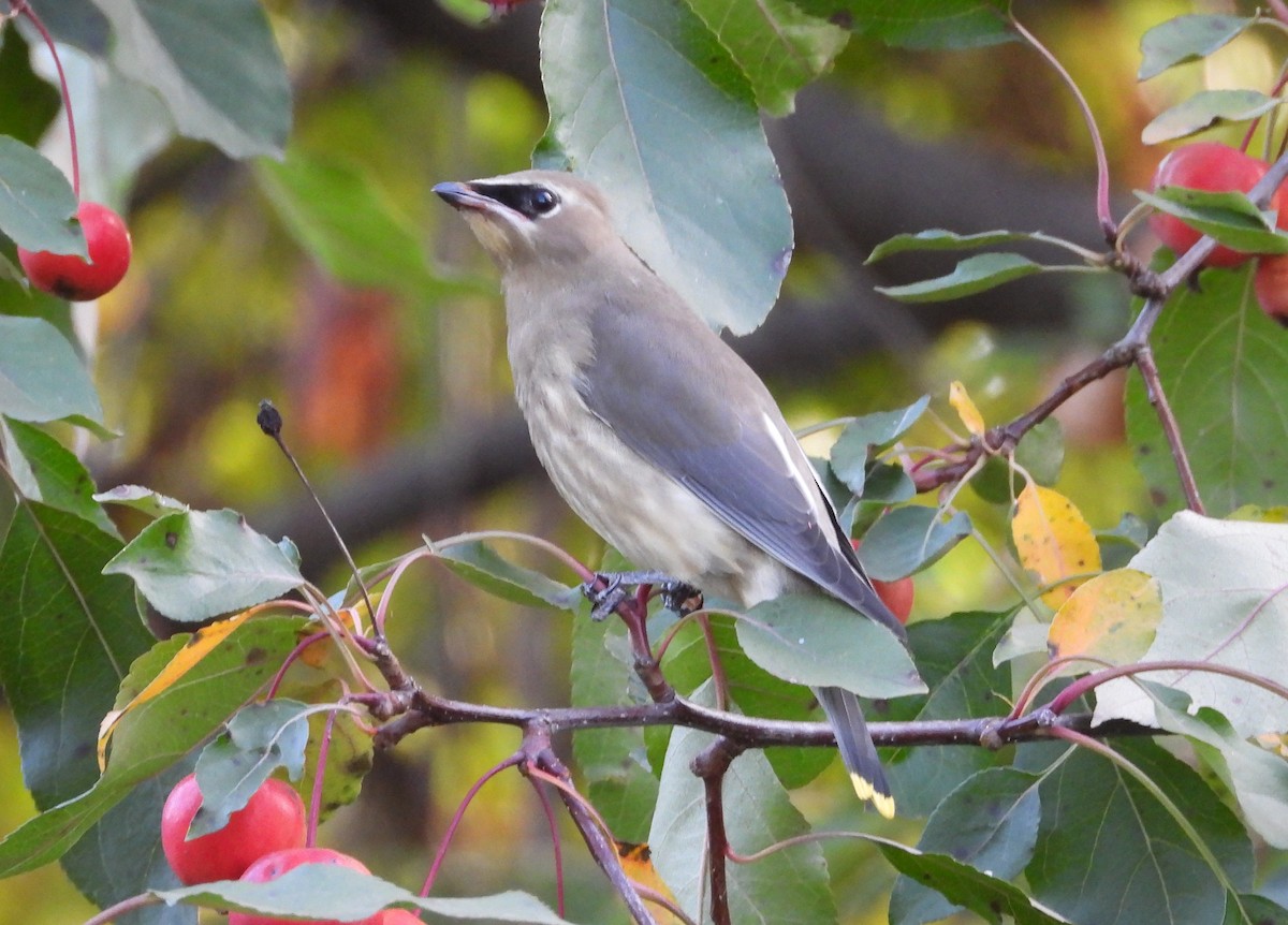 Cedar Waxwing - ML642686268