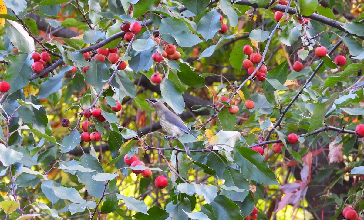 Cedar Waxwing - ML642686269