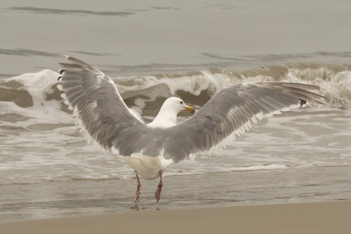 Western x Glaucous-winged Gull (hybrid) - ML642686270