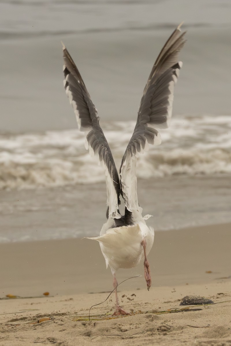Western x Glaucous-winged Gull (hybrid) - ML642686271