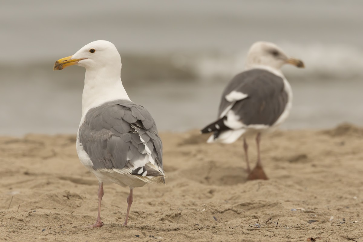 Western x Glaucous-winged Gull (hybrid) - ML642686272