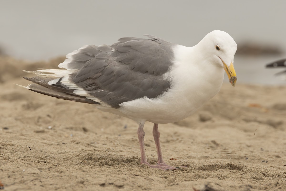 Western x Glaucous-winged Gull (hybrid) - ML642686273