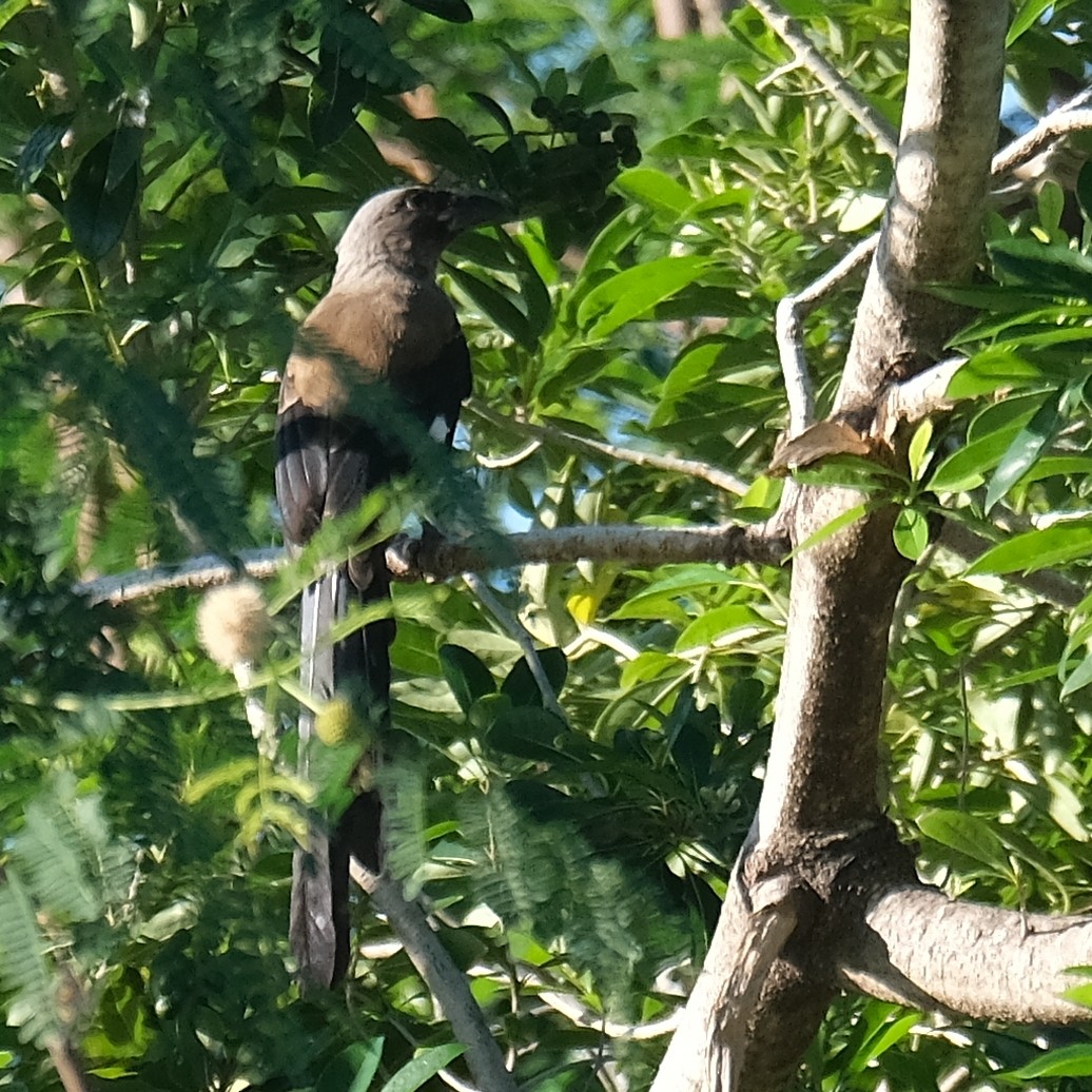 Gray Treepie - ML642686274