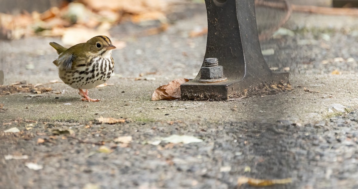 Ovenbird - ML642686278