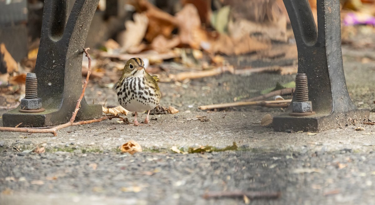 Ovenbird - ML642686279