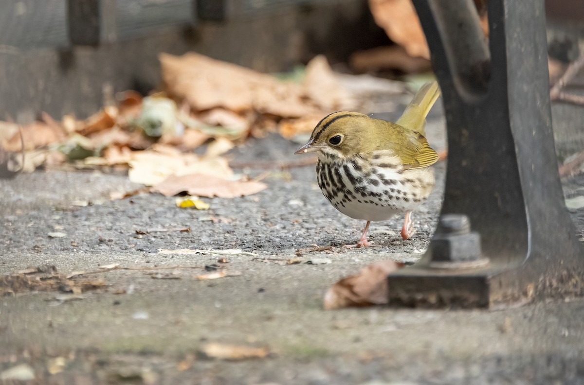 Ovenbird - ML642686280