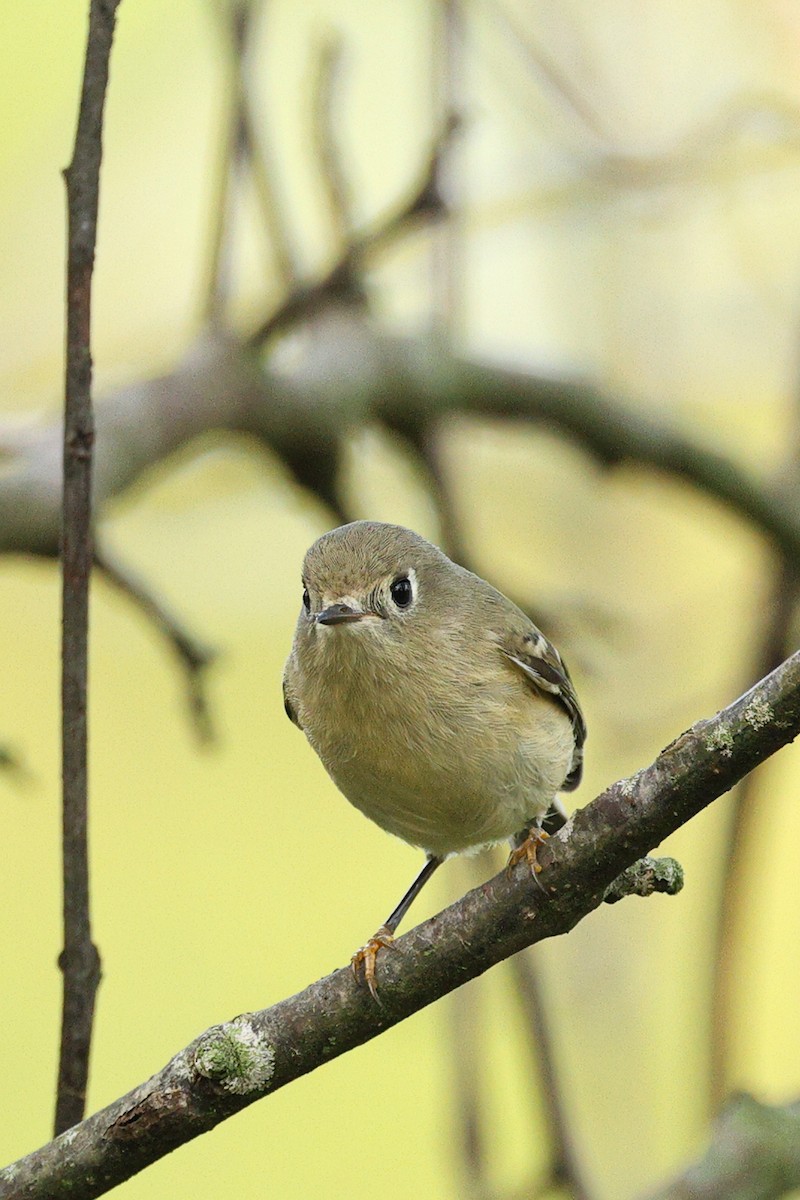 Ruby-crowned Kinglet - ML642686281