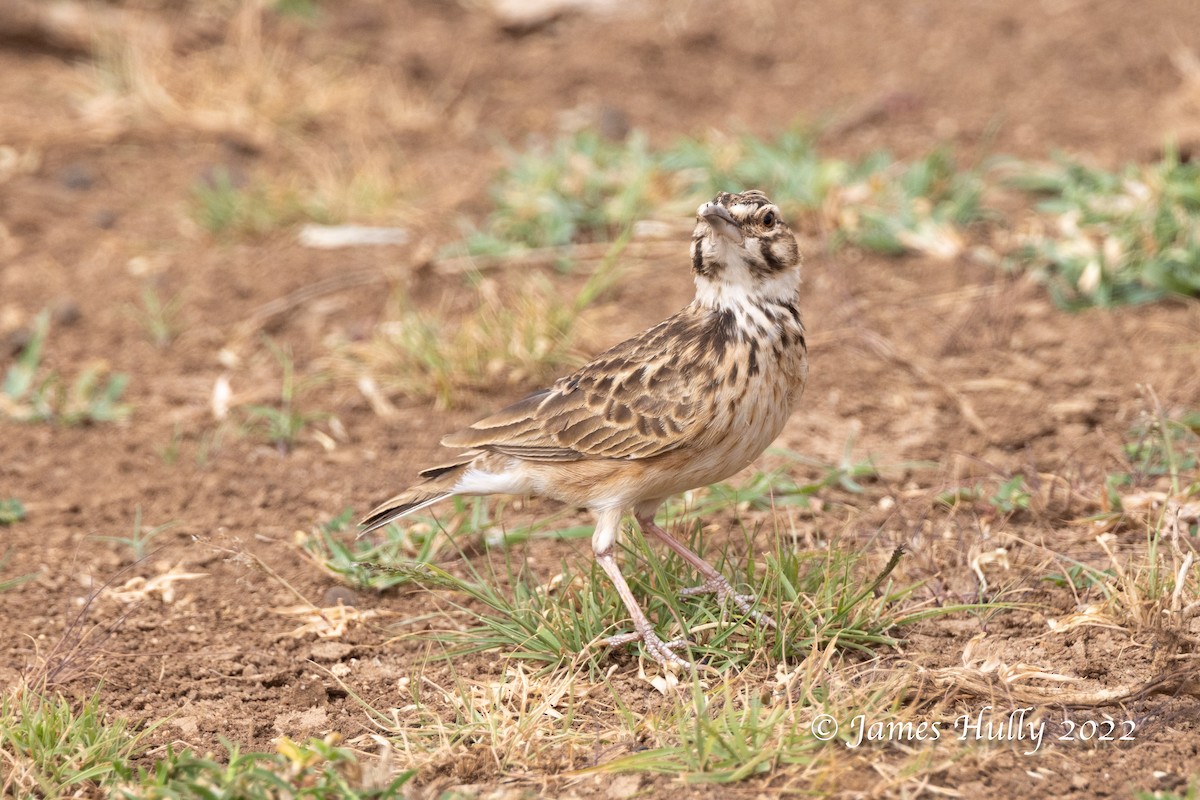 Short-tailed Lark - ML642686283