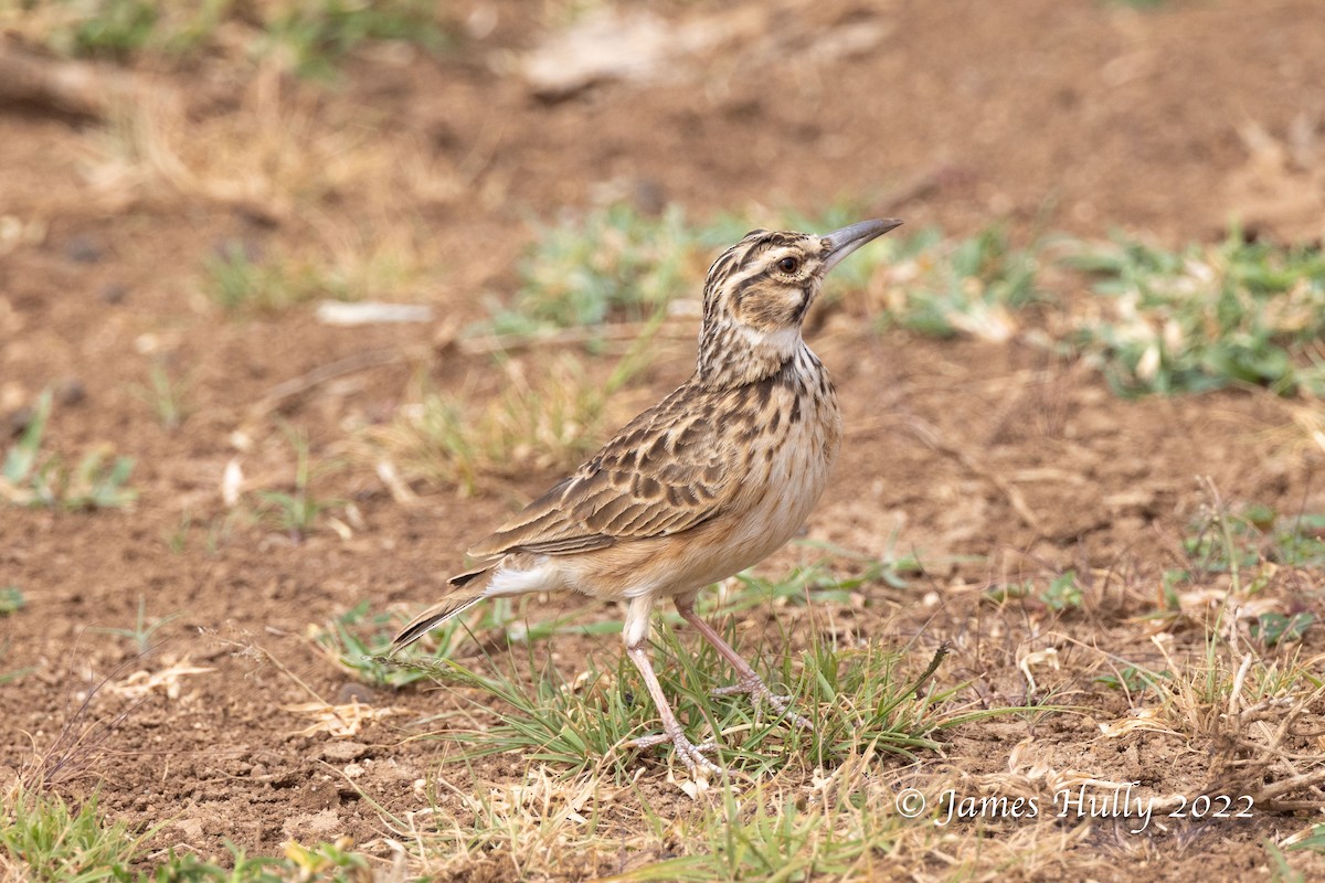 Short-tailed Lark - ML642686289