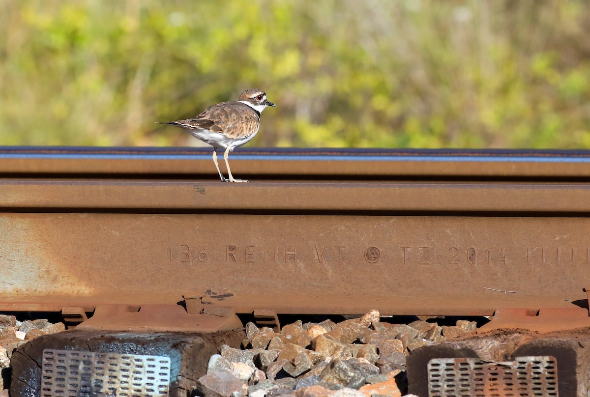 Killdeer - ML642686290
