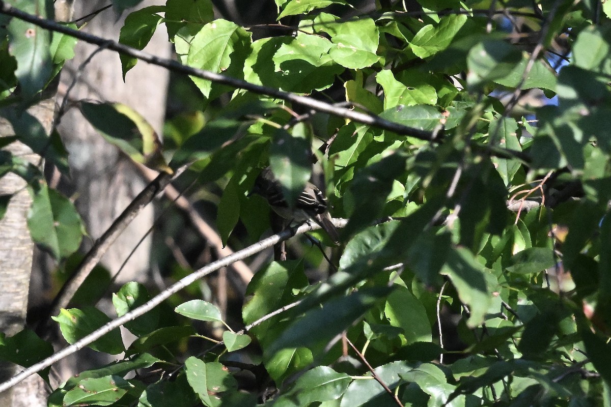 Eastern Wood-Pewee - ML642686293