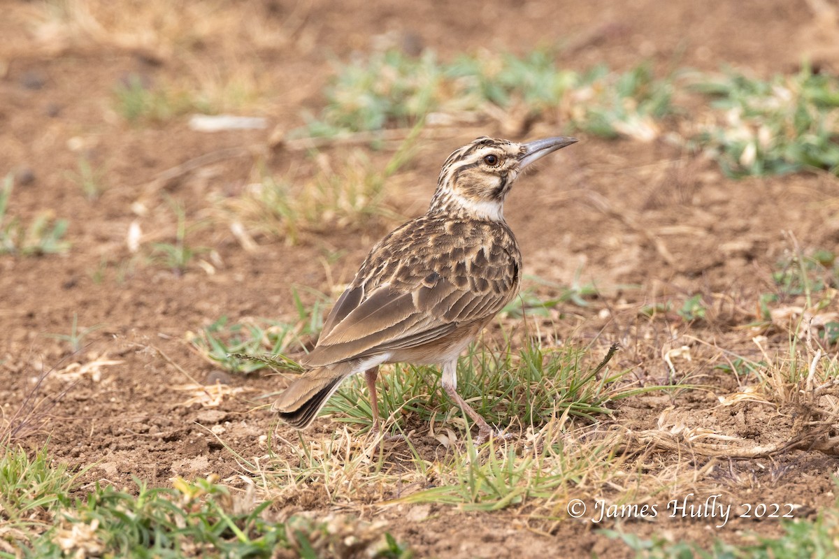 Short-tailed Lark - ML642686294