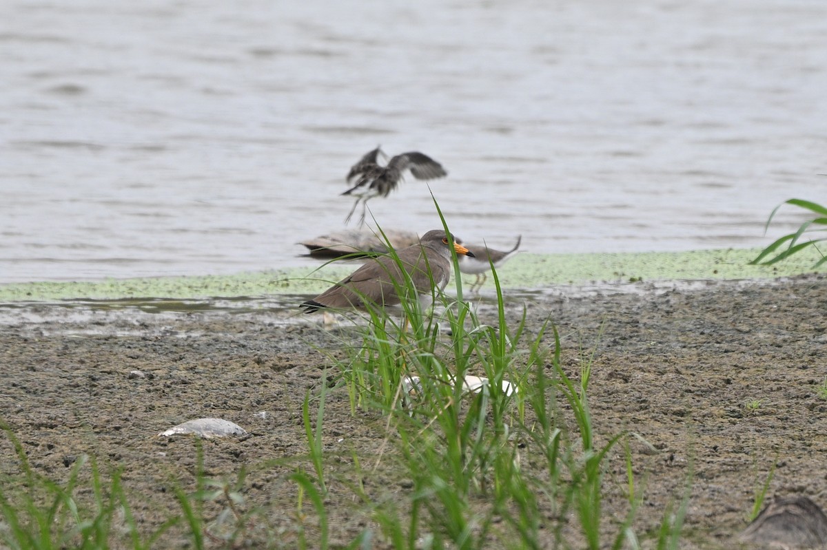 Gray-headed Lapwing - ML642686302