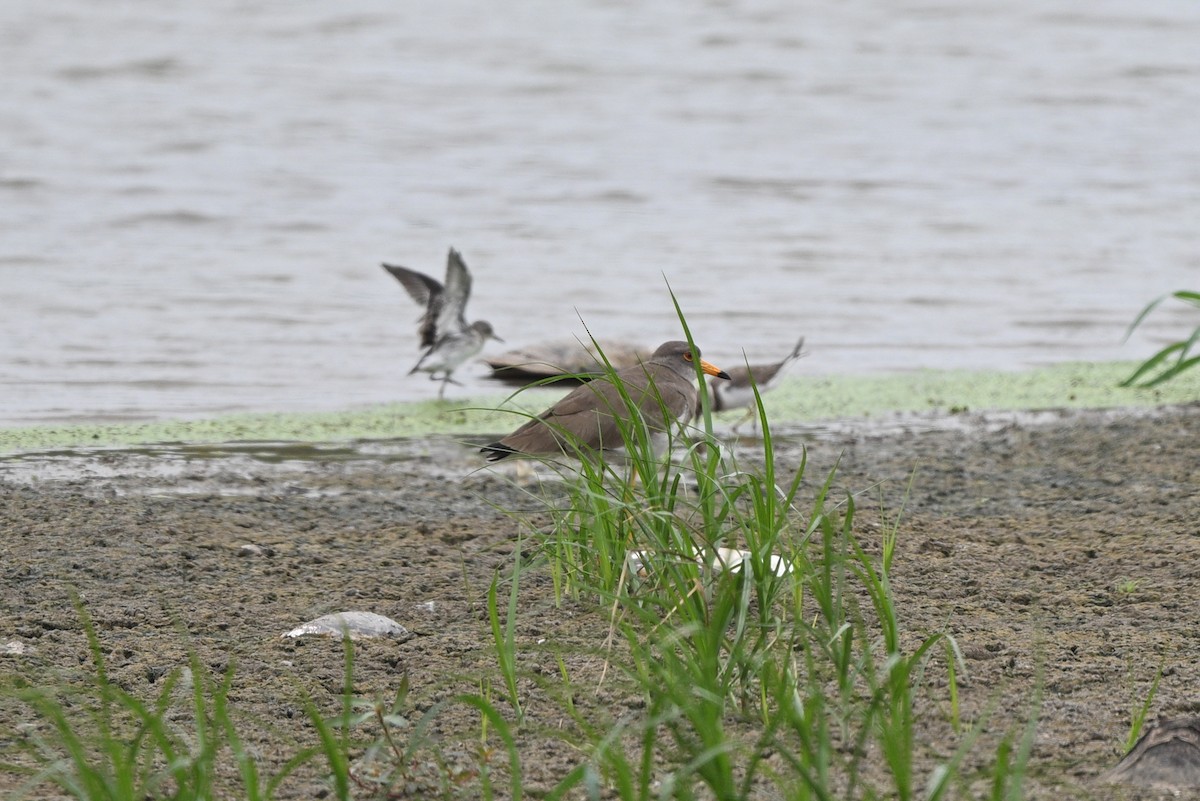 Gray-headed Lapwing - ML642686303