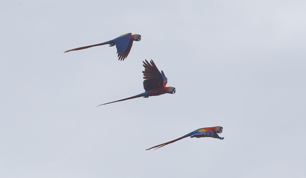 Scarlet Macaw - ML642686304