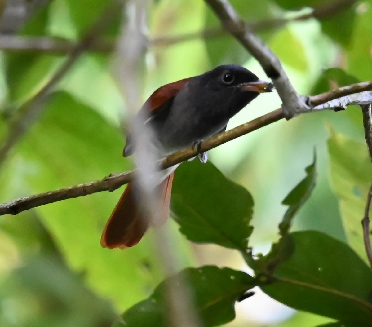 Amur Paradise-Flycatcher - ML642686306