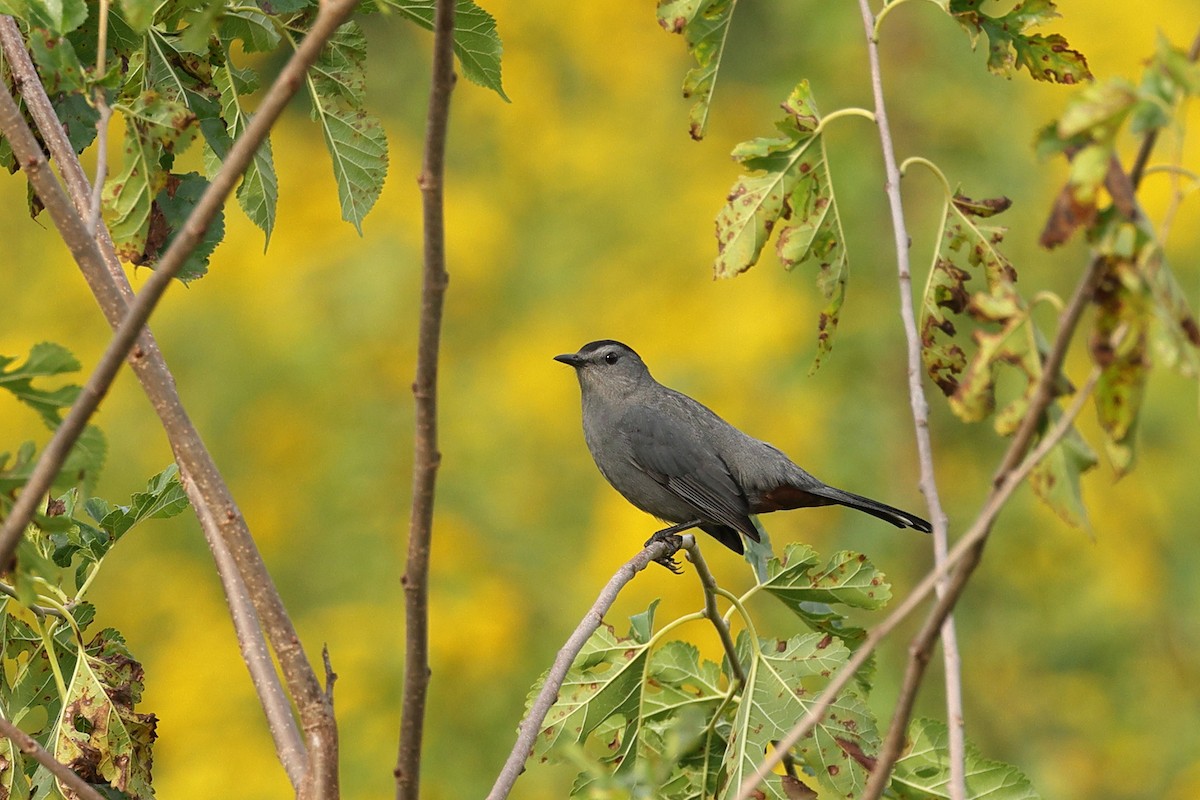 Gray Catbird - ML642686309