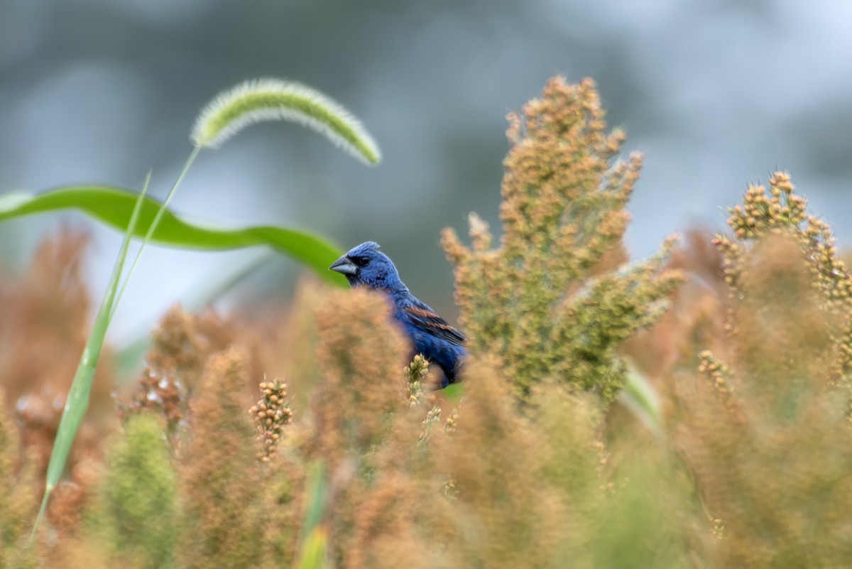 Blue Grosbeak - ML642686311