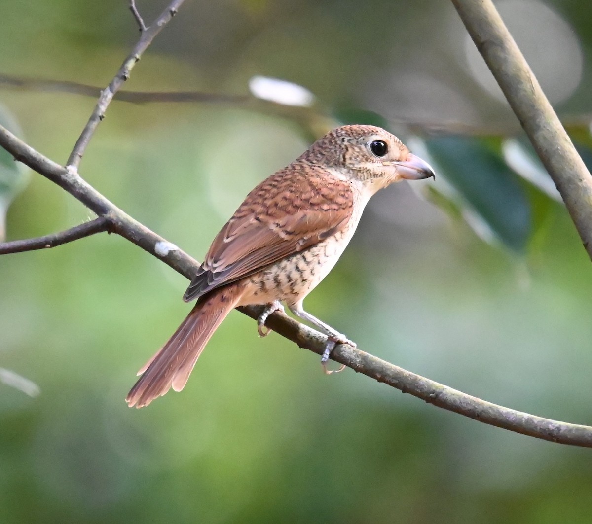 Tiger Shrike - ML642686333