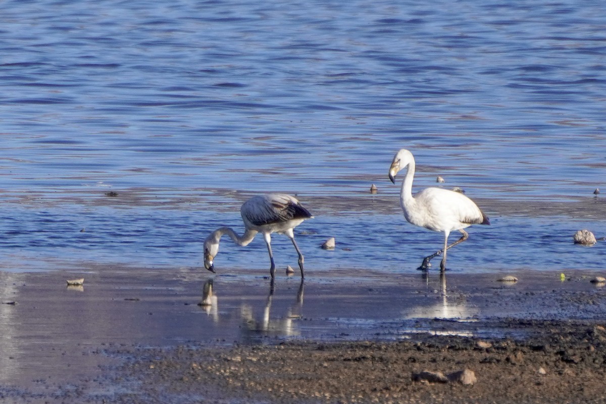 Chilean Flamingo - ML642686338
