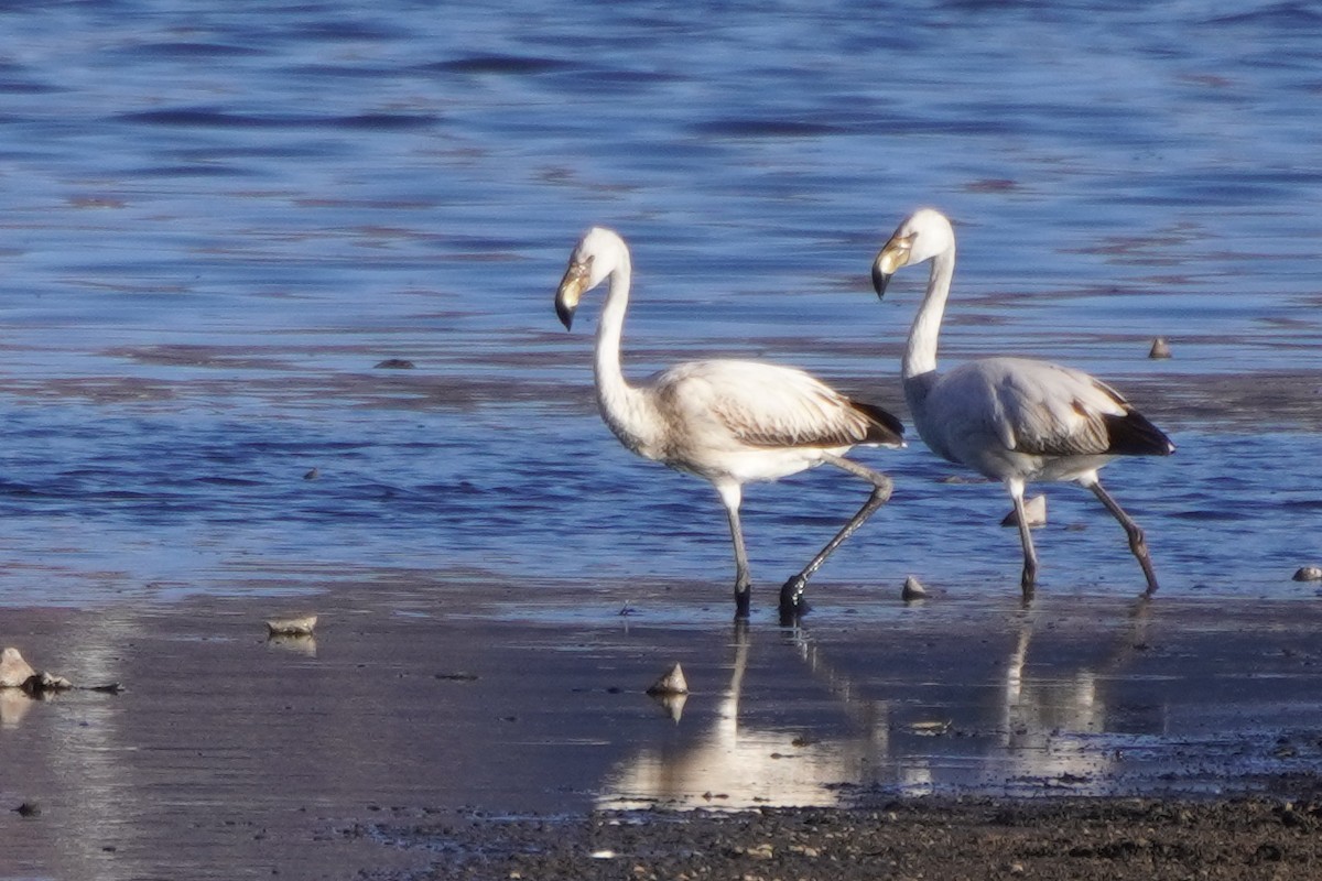 Chilean Flamingo - ML642686339