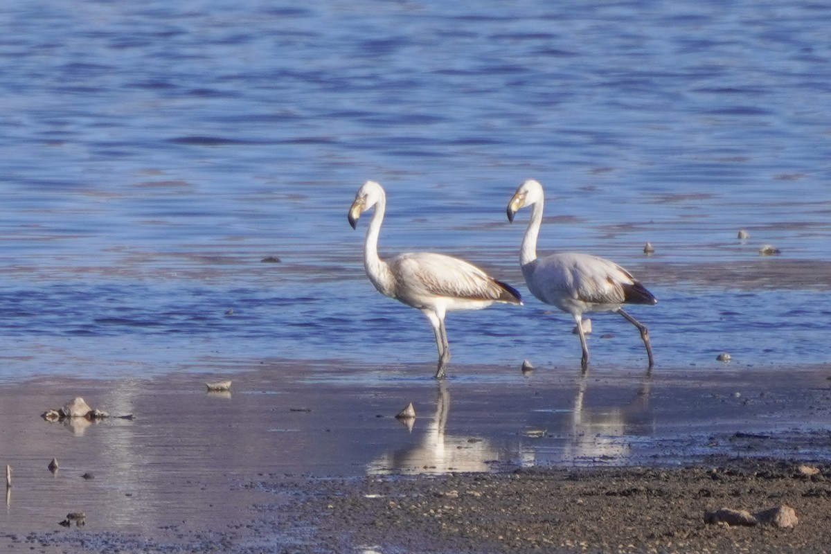 Chilean Flamingo - ML642686340