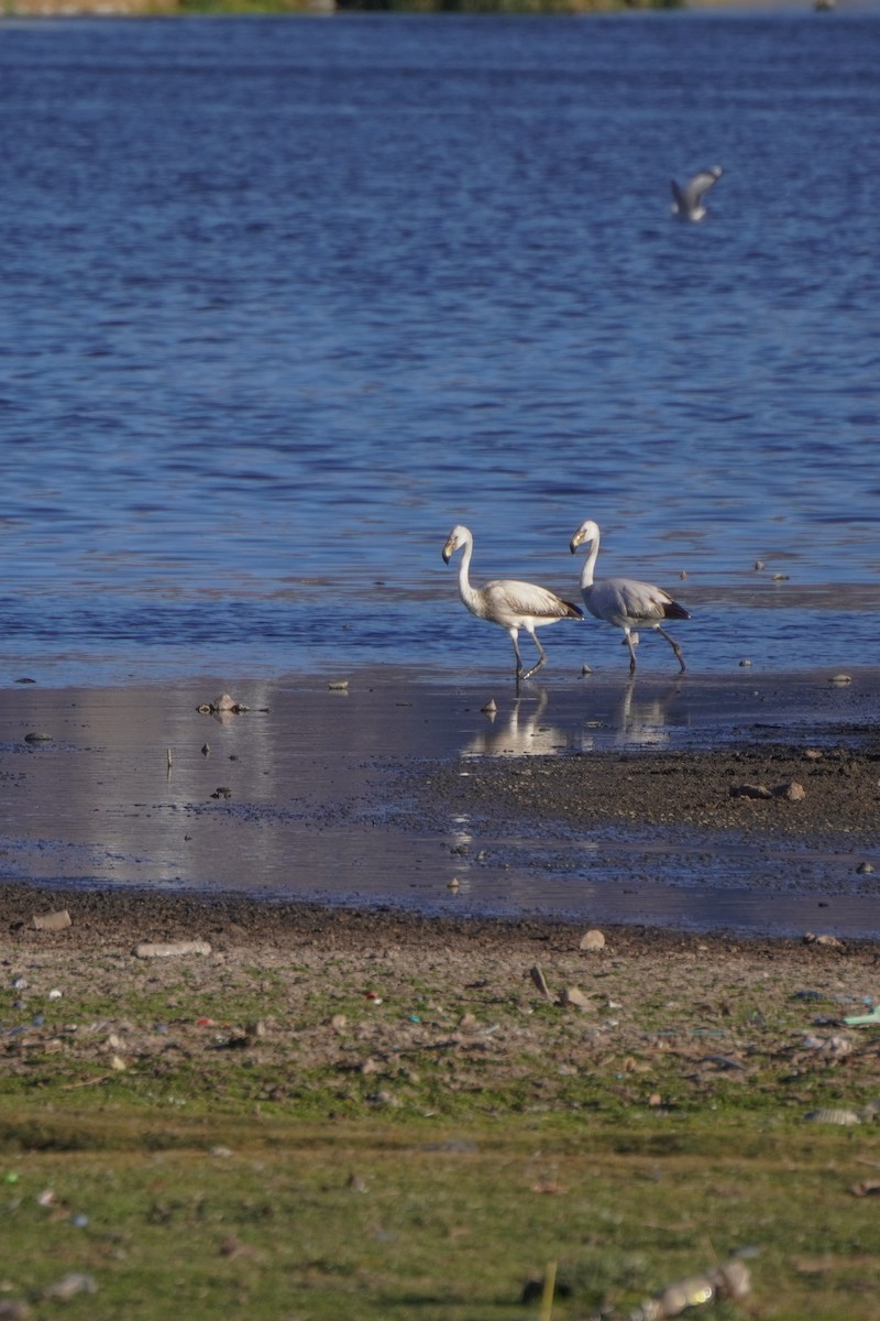 Chilean Flamingo - ML642686341