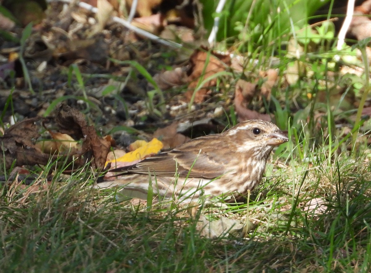 Roselin pourpré - ML642686350