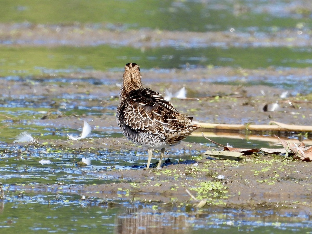 Wilson's Snipe - ML642686351