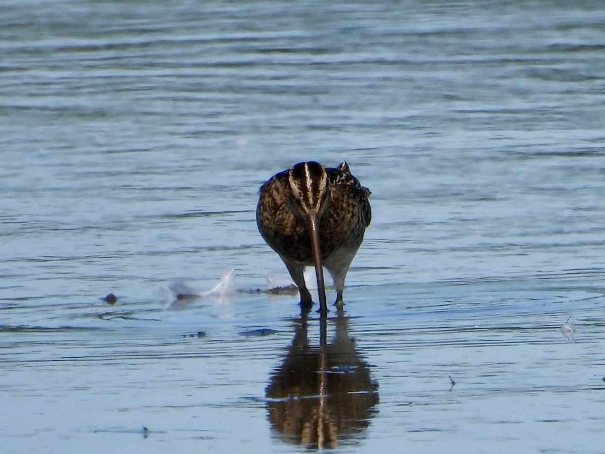 Wilson's Snipe - ML642686352
