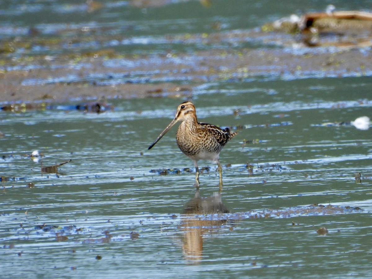 Wilson's Snipe - ML642686353