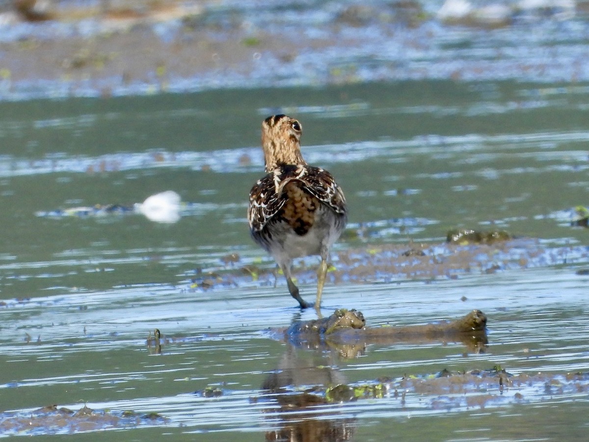 Wilson's Snipe - ML642686354