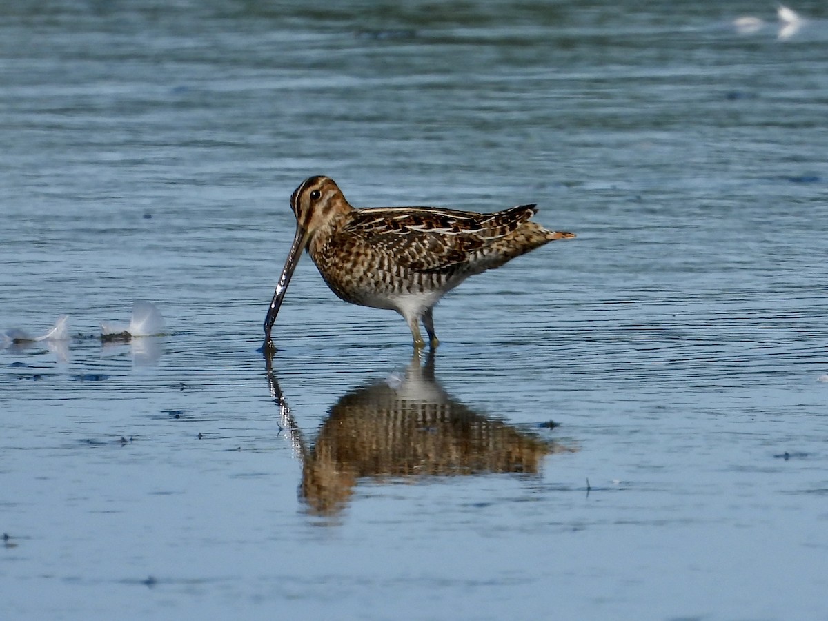 Wilson's Snipe - ML642686355
